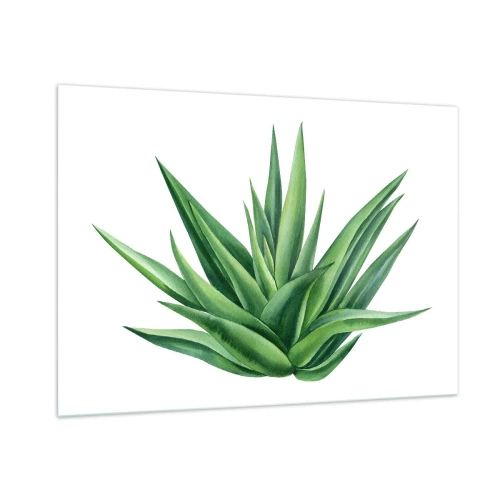 Obraz na szkle - Zielona roślina o mięsistych liściach na białym tle - 100x70cm - Zieleń – siła – życie - Nowoczesna dekoracja ścienna do salonu, kuchni i sypialni ARTTOR
