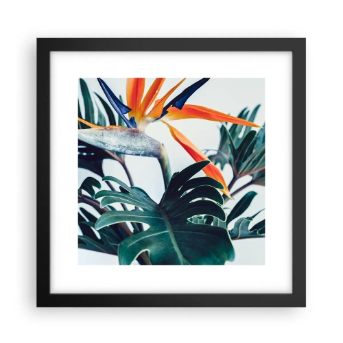 Plakat w czarnej ramie - Ptakokrzak - 30x30 cm