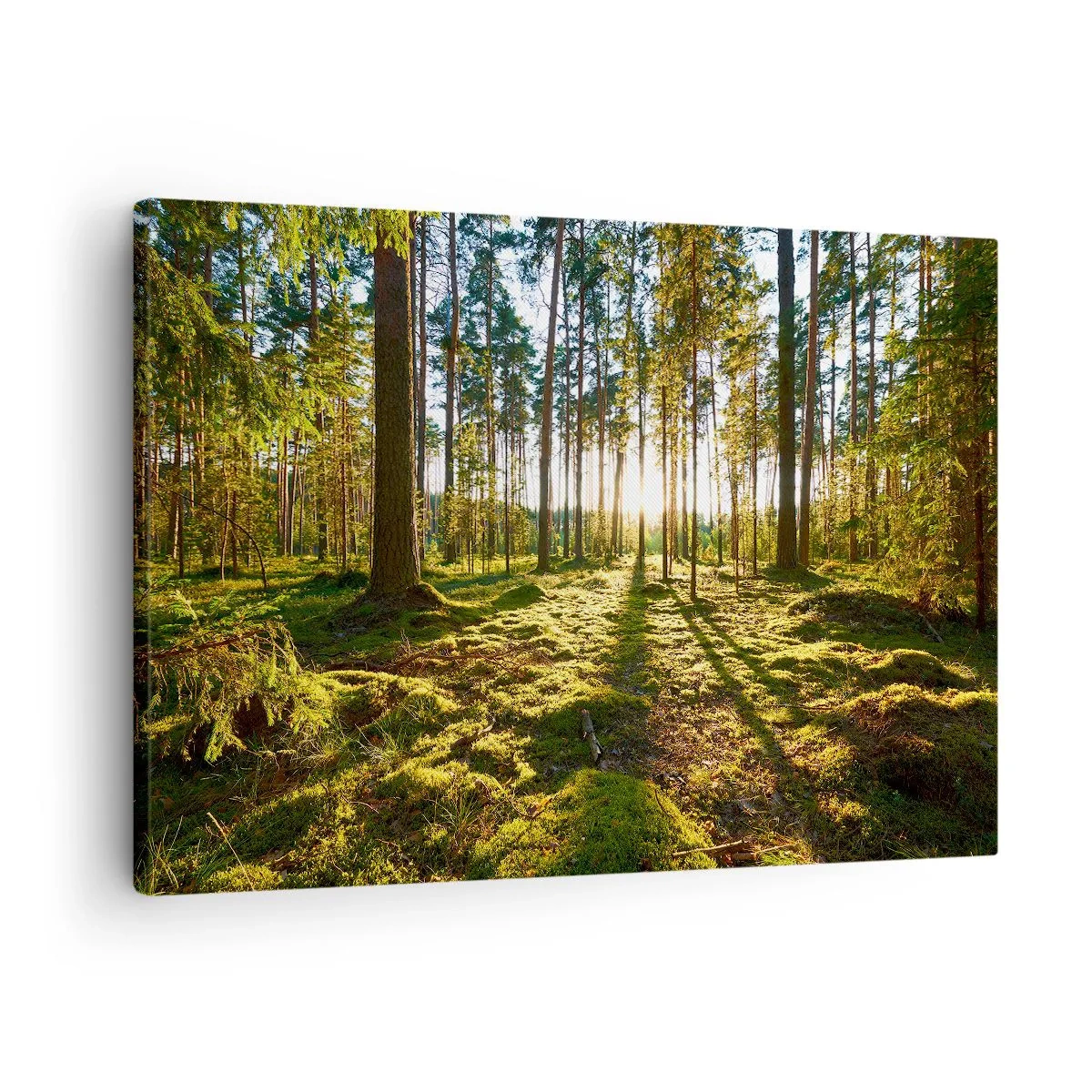 Obraz na płótnie - Zielony las oświetlony promieniami słońca na mchu - 70x50cm - …Za siedmioma lasami - Nowoczesna dekoracja ścienna do salonu i sypialni ARTTOR