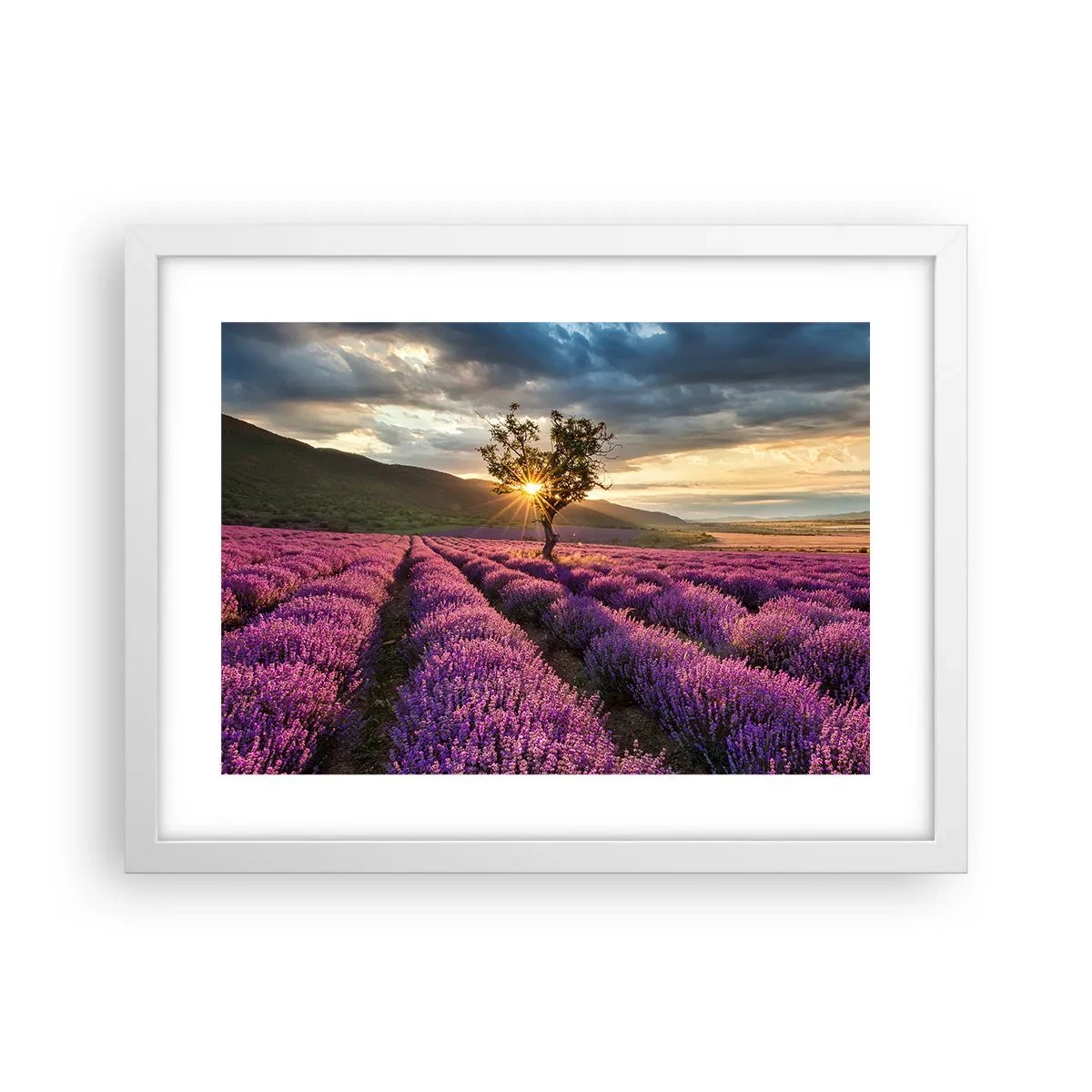 Plakat w białej ramie - Aromat w kolorze lila - 40x30 cm