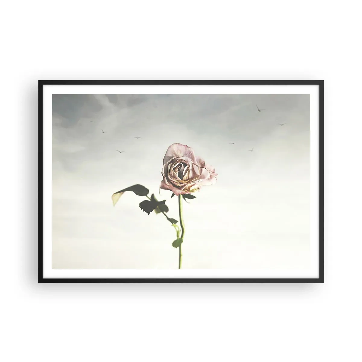 Plakat w czarnej ramie - Delikatna róża na tle jasnego nieba z lecącymi ptakami - 100x70cm - Powitanie wiosny - Nowoczesna dekoracja ścienna do salonu i sypialni ARTTOR
