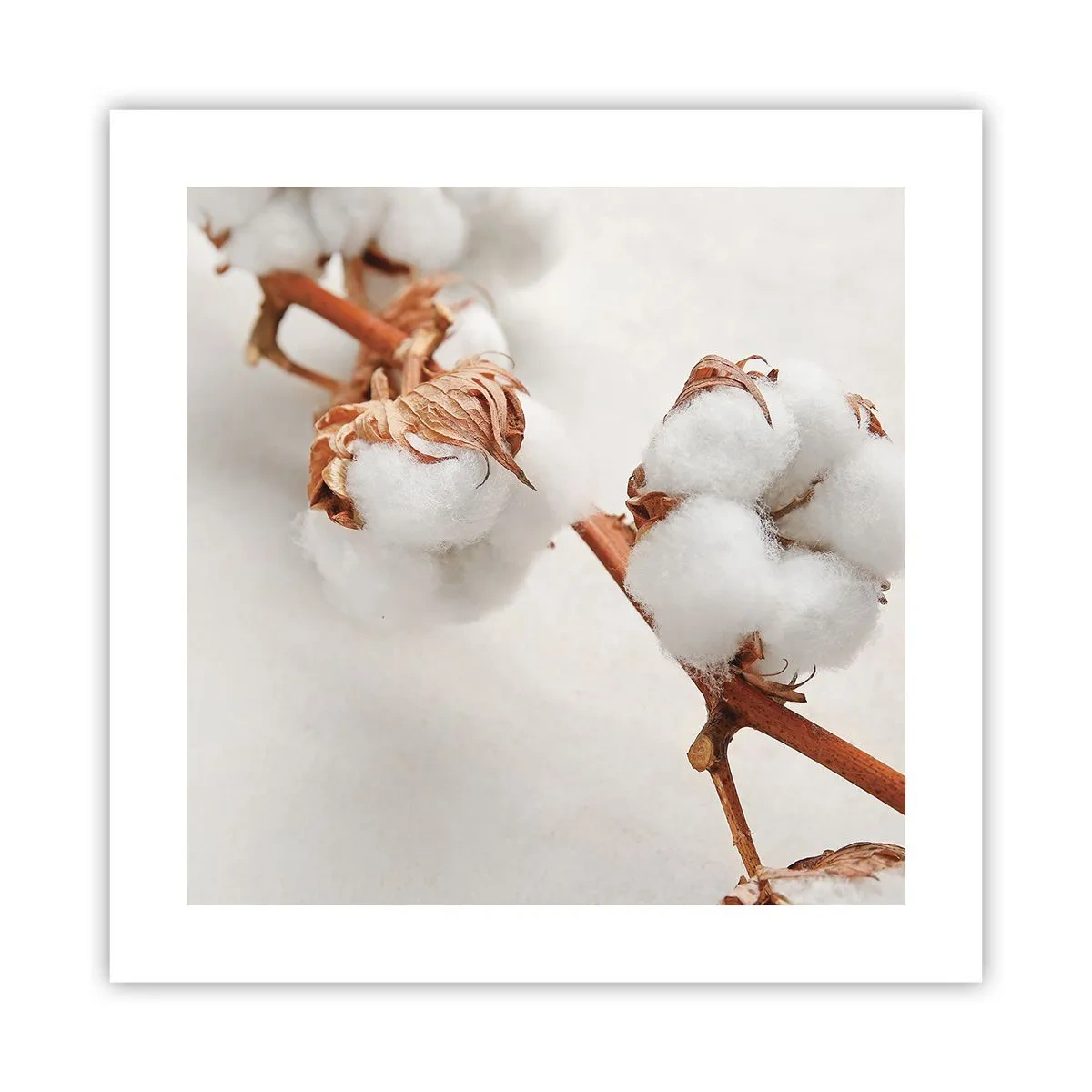 Plakat - Tylko tulić - 40x40 cm