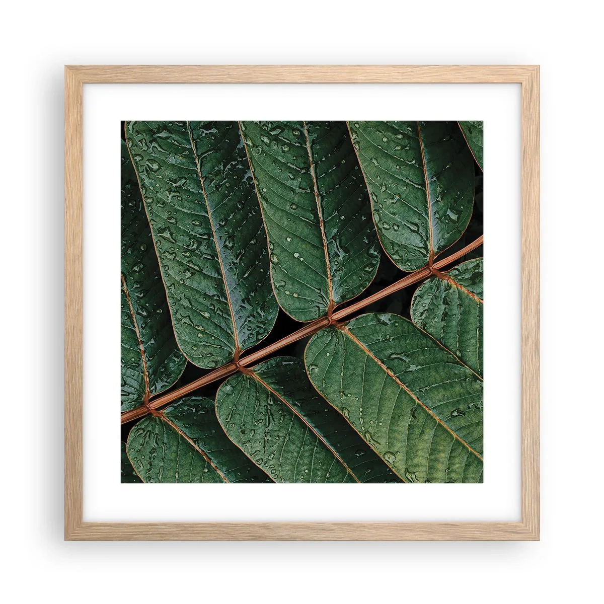 Plakat w ramie jasny dąb - W zielonym rytmie - 40x40 cm