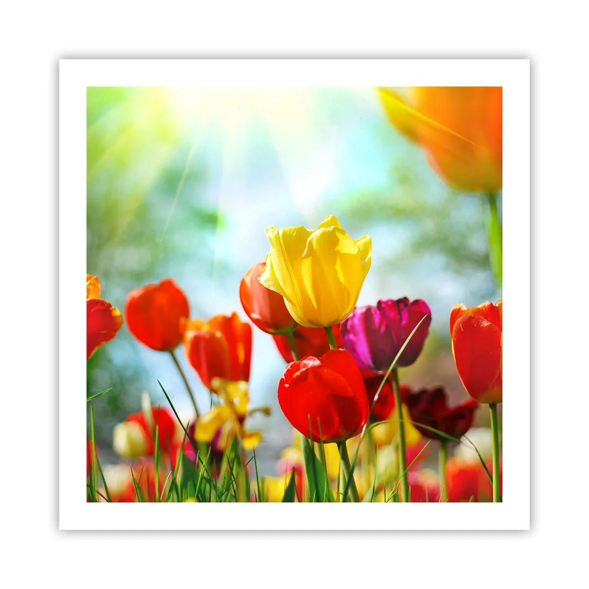 Plakat - Wszystkie barwy słońca - 60x60 cm