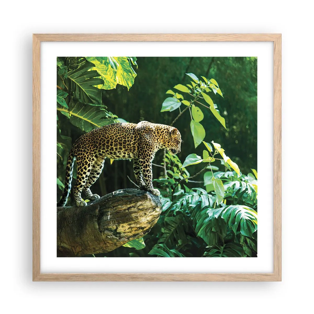 Plakat w ramie jasny dąb - Na łowy? - 50x50 cm