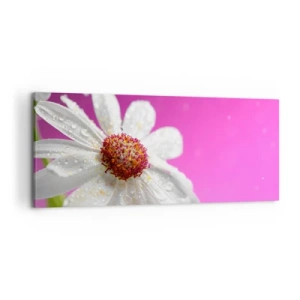 Obraz na płótnie - Biała stokrotka pokryta kroplami wody na różowym tle - 120x50cm - Skromny w swojej urodzie - Nowoczesna dekoracja ścienna do salonu i sypialni ARTTOR