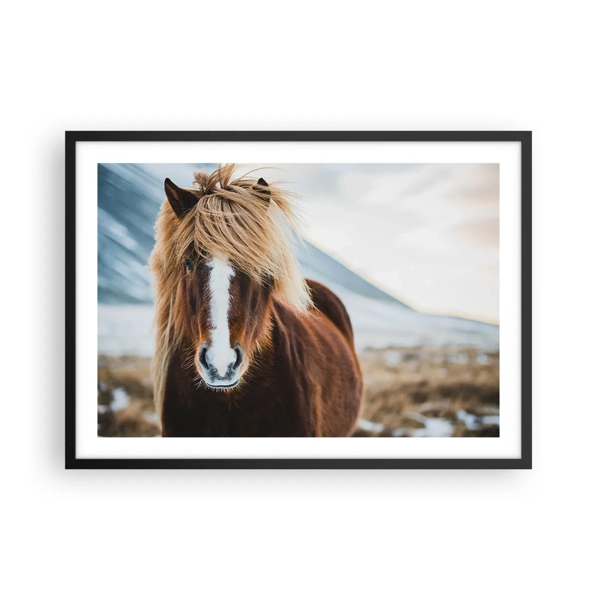 Plakat w czarnej ramie - Koń islandzki na tle górskiego krajobrazu - 70x50cm - Czujesz wolność? - Nowoczesna dekoracja ścienna do salonu i sypialni ARTTOR