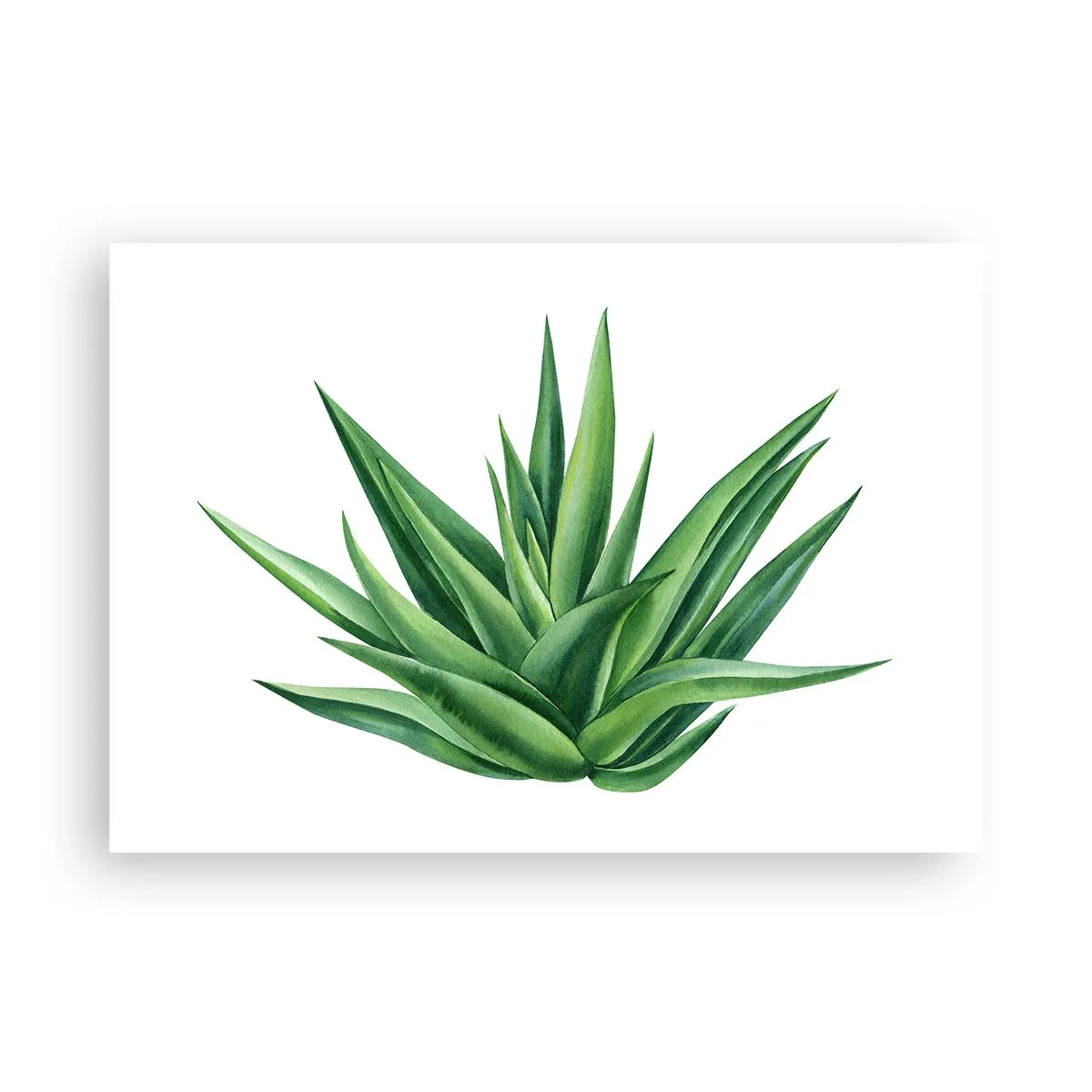 Plakat - Soczysta zielona roślina na białym tle - 100x70cm - Zieleń – siła – życie - Nowoczesna dekoracja ścienna do salonu i sypialni ARTTOR