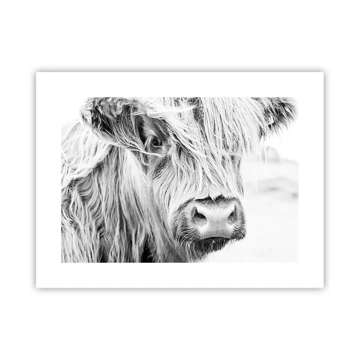 Plakat - Szkocka dzikość - 40x30 cm