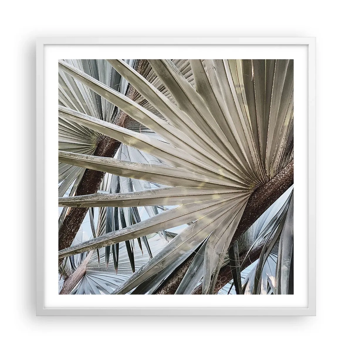 Plakat w białej ramie - Wachlarze w tropikach - 60x60 cm