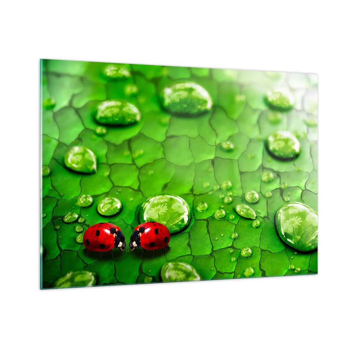 Obraz na szkle - Dwie biedronki na zielonym liściu z kroplami wody - 100x70cm - Spotkanie w zieleni - Nowoczesna dekoracja ścienna do salonu, kuchni i sypialni ARTTOR