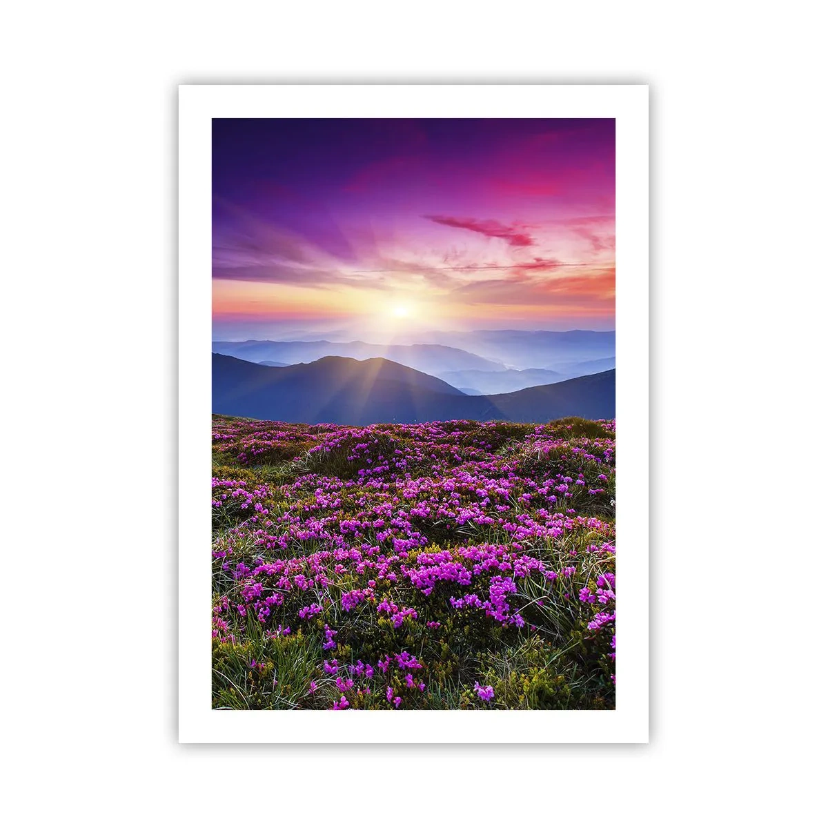 Plakat - Pole fioletowych kwiatów w górach o zachodzie słońca - 50x70cm - Ziół zapachniały świeże pęki od niw - Nowoczesna dekoracja ścienna do salonu, kuchni i sypialni ARTTOR