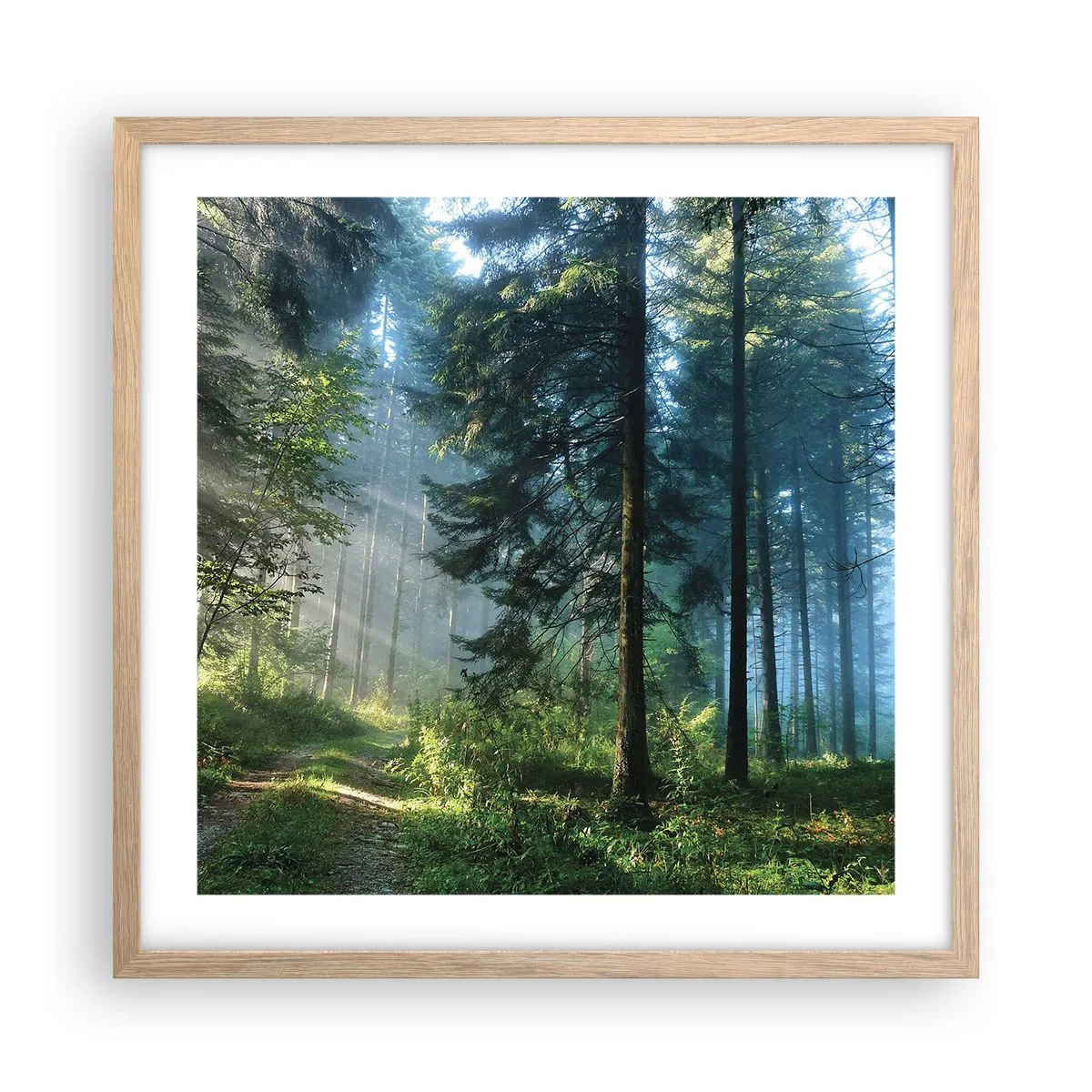 Plakat w ramie jasny dąb - Rozpromieniony o poranku - 50x50 cm