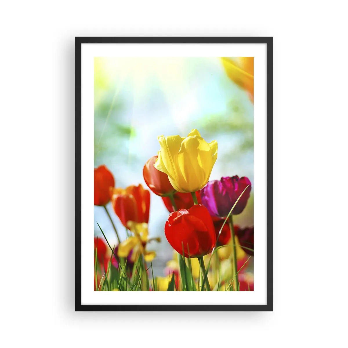Plakat w czarnej ramie - Kolorowe tulipany w promieniach słońca - 50x70cm - Wszystkie barwy słońca - Nowoczesna dekoracja ścienna do salonu i sypialni ARTTOR