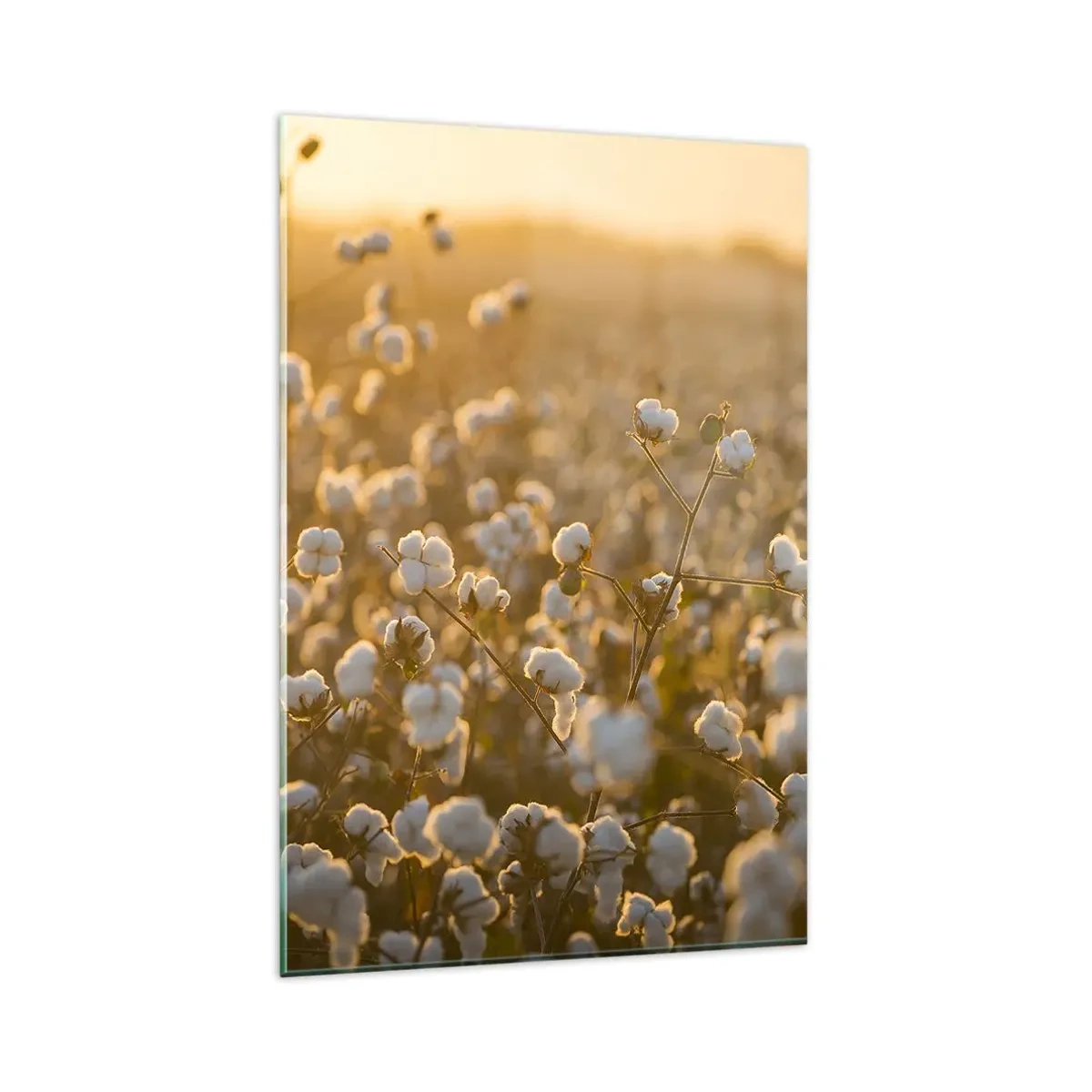 Obraz na szkle - Pole bawełny w ciepłym świetle zachodzącego słońca - 80x120cm - Puszyste pole - Nowoczesna dekoracja ścienna do salonu i sypialni ARTTOR
