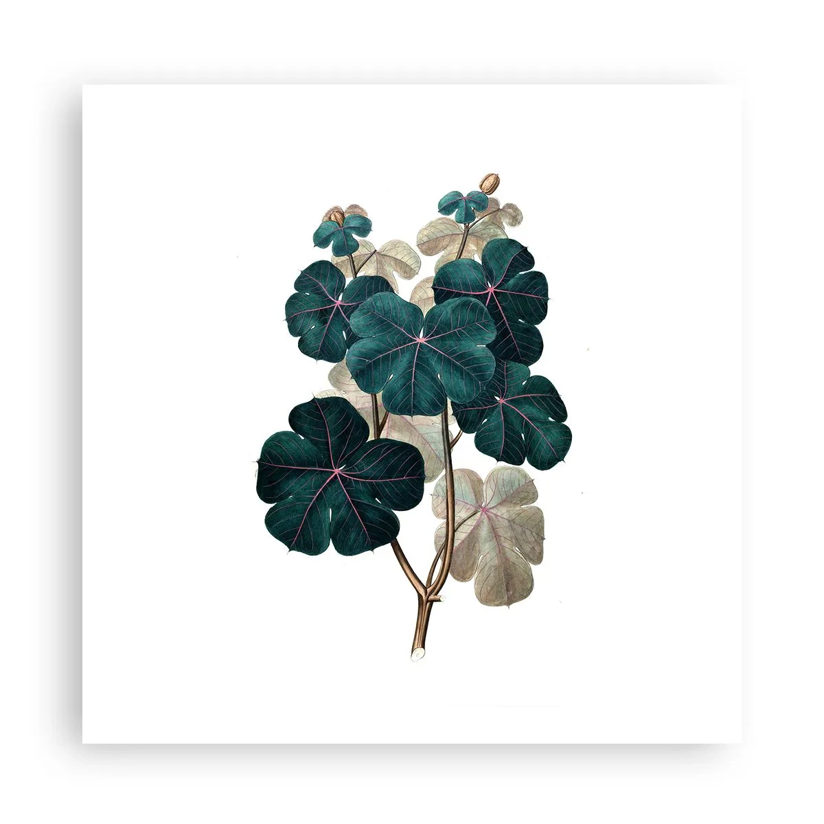 Plakat - Ze starego zielnika - 60x60 cm