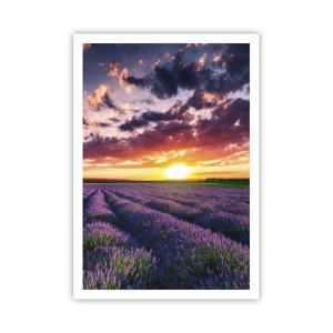 Plakat - Lawendowy świat - 70x100 cm