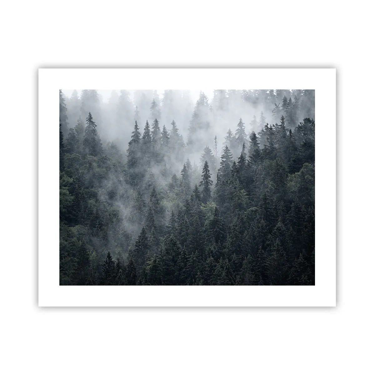 Plakat - Leśny świt - 50x40 cm