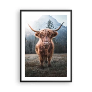 Plakat w czarnej ramie - Szkocka krowa górska na tle majestatycznych gór - 50x70cm - Pozdrowienia z górskiej łąki - Nowoczesna dekoracja ścienna do salonu i sypialni ARTTOR