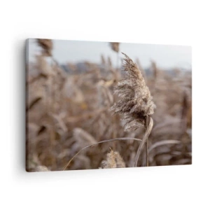 Obraz na płótnie - Delikatne trawy w odcieniach beżu na tle natury - 70x50cm - Czas odlecieć z wiatrem - Nowoczesna dekoracja ścienna do salonu i sypialni ARTTOR