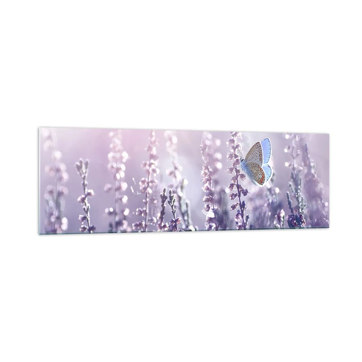 Obraz na szkle - Motyl na kwitnącej lawendzie w świetle poranka - 160x50cm - Pocałunek motyla - Nowoczesna dekoracja ścienna do salonu i sypialni ARTTOR