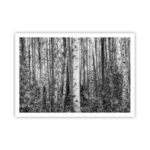 Plakat - Czarno-białe brzozy w lesie - 100x70cm - Brzozowa kolumnada - Nowoczesna dekoracja ścienna do salonu i sypialni ARTTOR