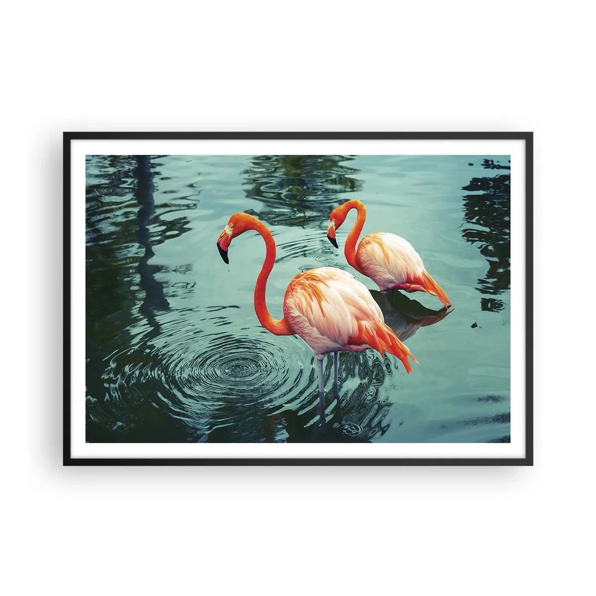 Plakat w czarnej ramie - Dwa flamingi w spokojnej wodzie odbijające otoczenie - 100x70cm - Jesteśmy teraz w modzie - Nowoczesna dekoracja ścienna do salonu i sypialni ARTTOR