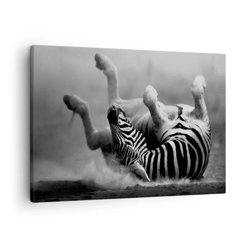 Obraz na płótnie - Czarno-biała zebra tarzająca się w piasku - 70x50cm - Nie tylko koń by się uśmiał - Nowoczesna dekoracja ścienna do salonu i sypialni ARTTOR