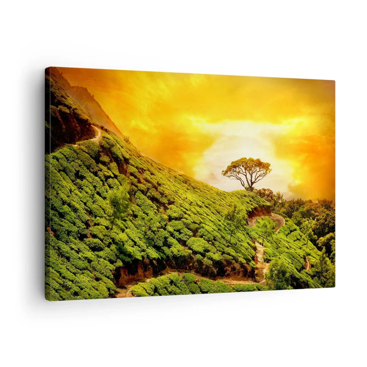 Obraz na płótnie - Zielone wzgórza plantacji herbaty o zachodzie słońca - 70x50cm - Krętą ścieżką, zielonym zboczem - Nowoczesna dekoracja ścienna do salonu i sypialni ARTTOR