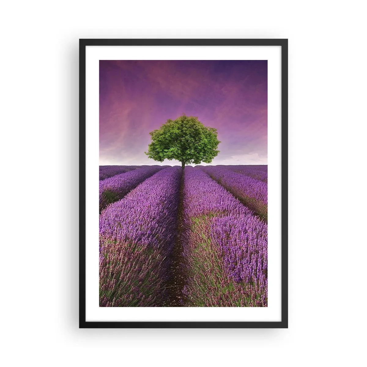Plakat w czarnej ramie - Pole lawendy z samotnym drzewem na tle fioletowego nieba - 50x70cm - Na lawendowych polach - Nowoczesna dekoracja ścienna do salonu i sypialni ARTTOR