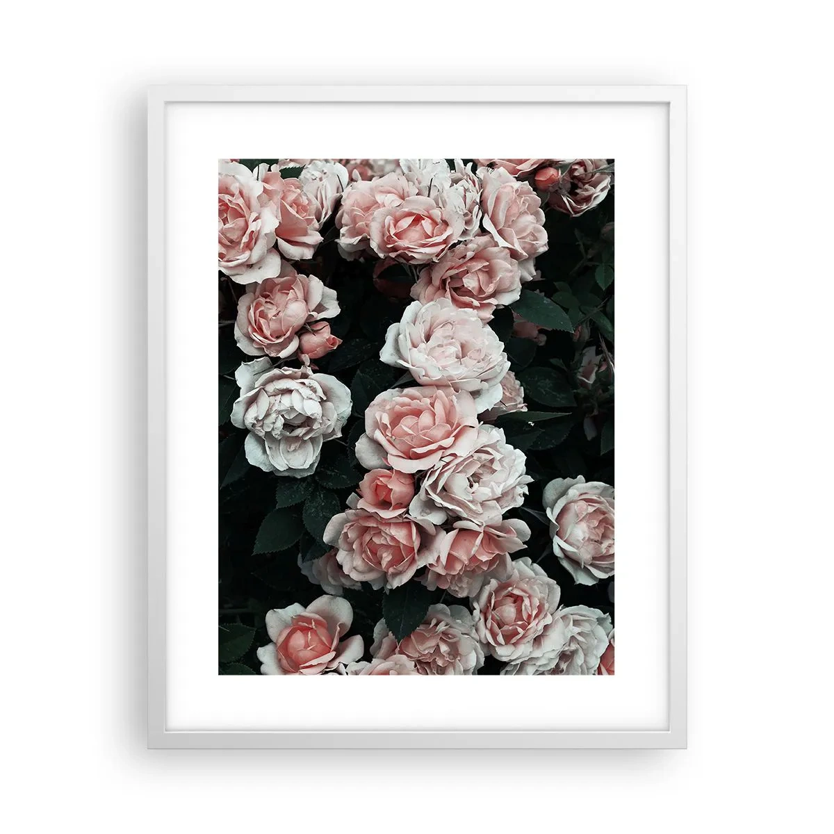 Plakat w białej ramie - Różany ansamble - 40x50 cm