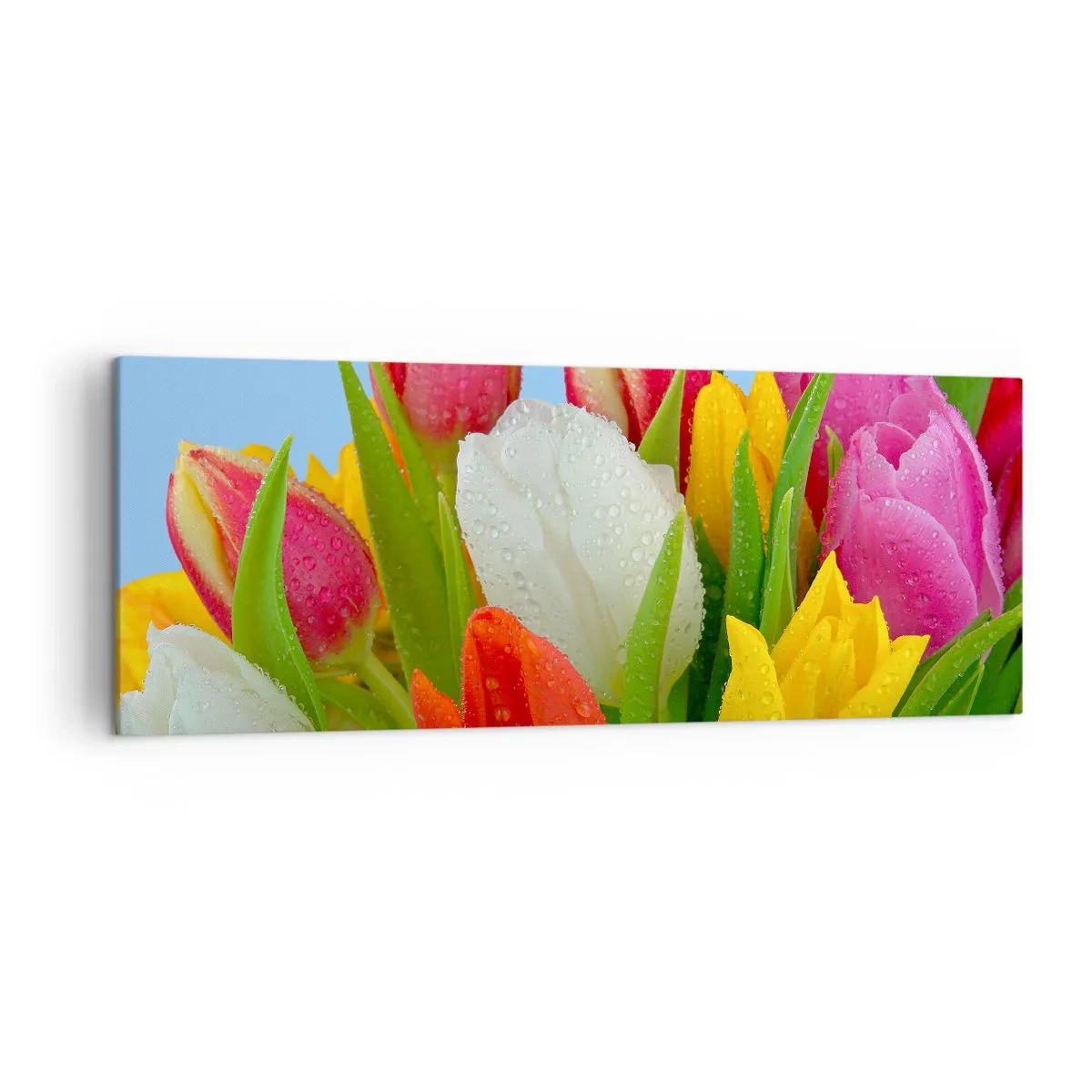 Obraz na płótnie - Kolorowe tulipany pokryte kroplami rosy na błękitnym tle - 140x50cm - Kwiatowa tęcza w kroplach rosy - Nowoczesna dekoracja ścienna do salonu i sypialni ARTTOR