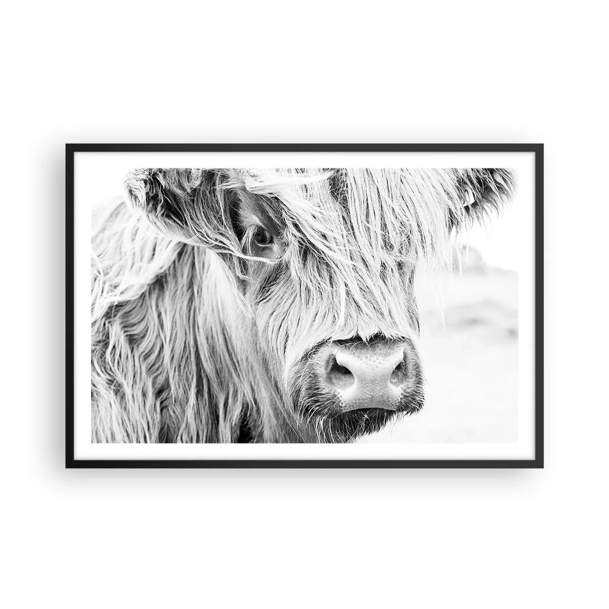 Plakat w czarnej ramie - Szkocka dzikość - 91x61 cm