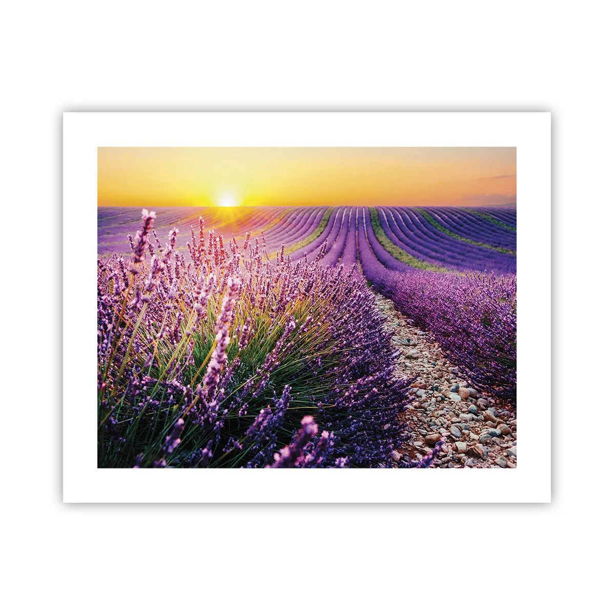 Plakat - Pachnący łan - 50x40 cm