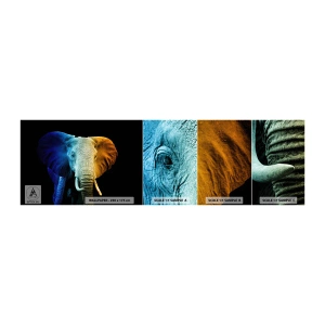 Fototapeta Próbka Standard Eco - Ekscentryk, nie dziwak - Abstrakcja, Słoń, Zwierzęta - 100x30 cm