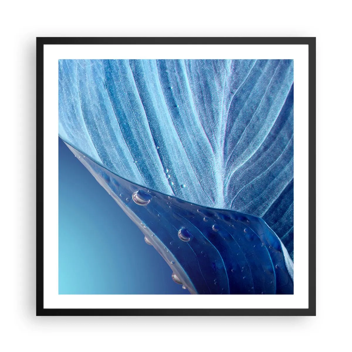 Plakat w czarnej ramie - Ukryte krople błękitu - 60x60 cm