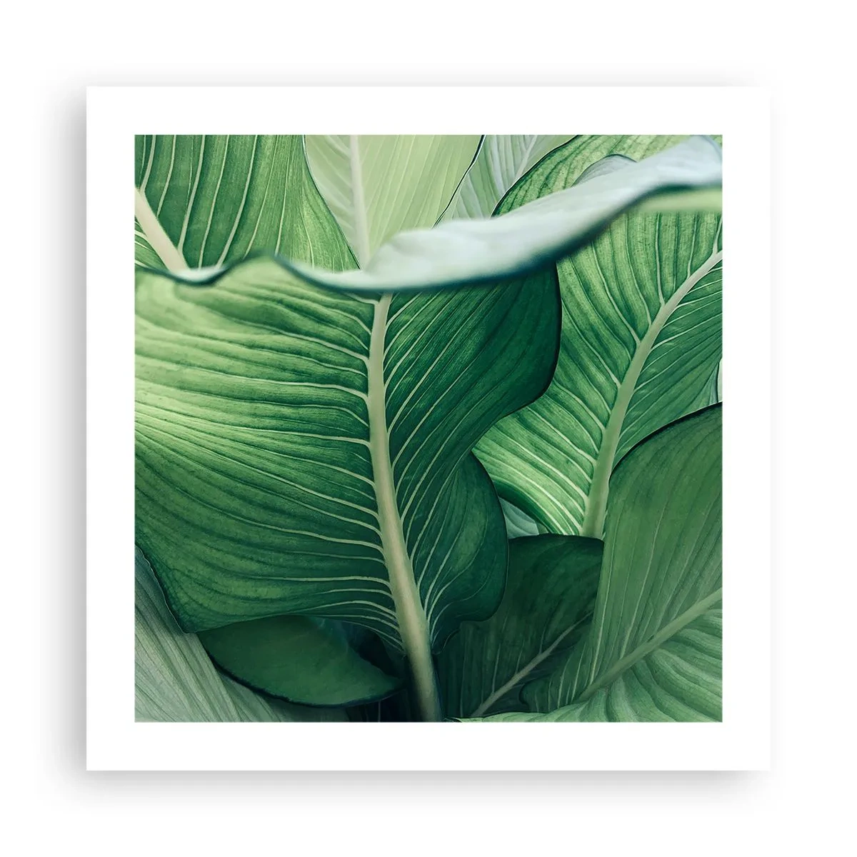 Plakat - Życie intensywnie zielone - 50x50 cm