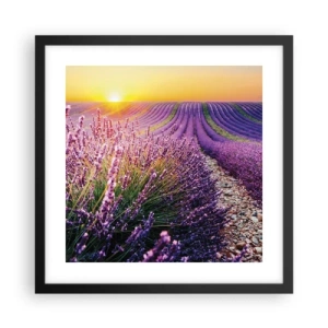 Plakat w czarnej ramie - Pachnący łan - 40x40 cm