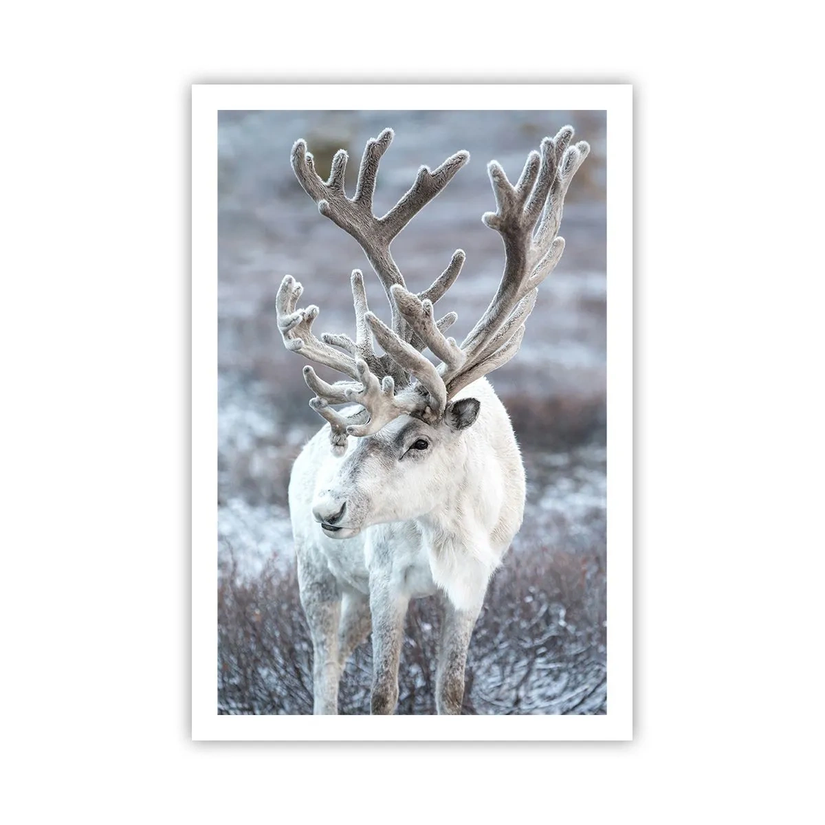 Plakat - Portret w słońcu - 61x91 cm