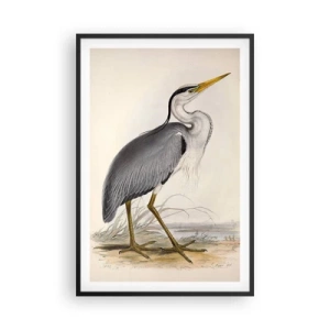 Plakat w czarnej ramie - Czapli wdzięk - 61x91 cm