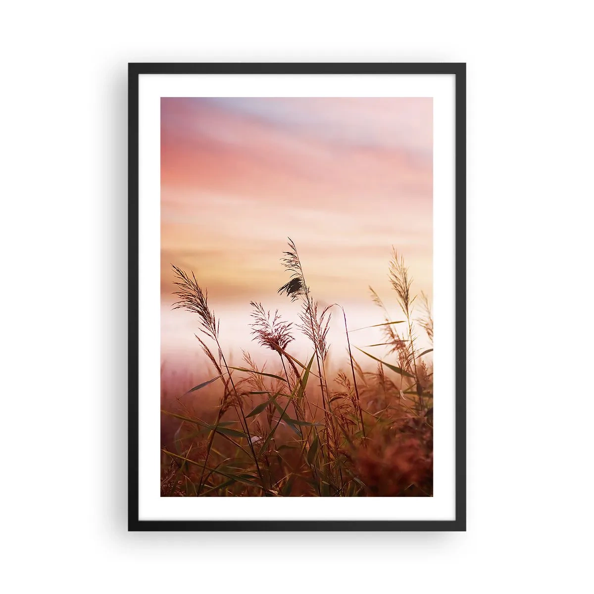Plakat w czarnej ramie - Trawy na tle kolorowego nieba o zachodzie słońca - 50x70cm - Latawce, dmuchawce, wiatr - Nowoczesna dekoracja ścienna do salonu i sypialni ARTTOR