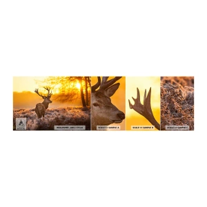 Fototapeta Próbka Samoprzylepna Deluxe Sticker - Król jesiennego lasu - Krajobraz, Jeleń, Natura - 100x30 cm