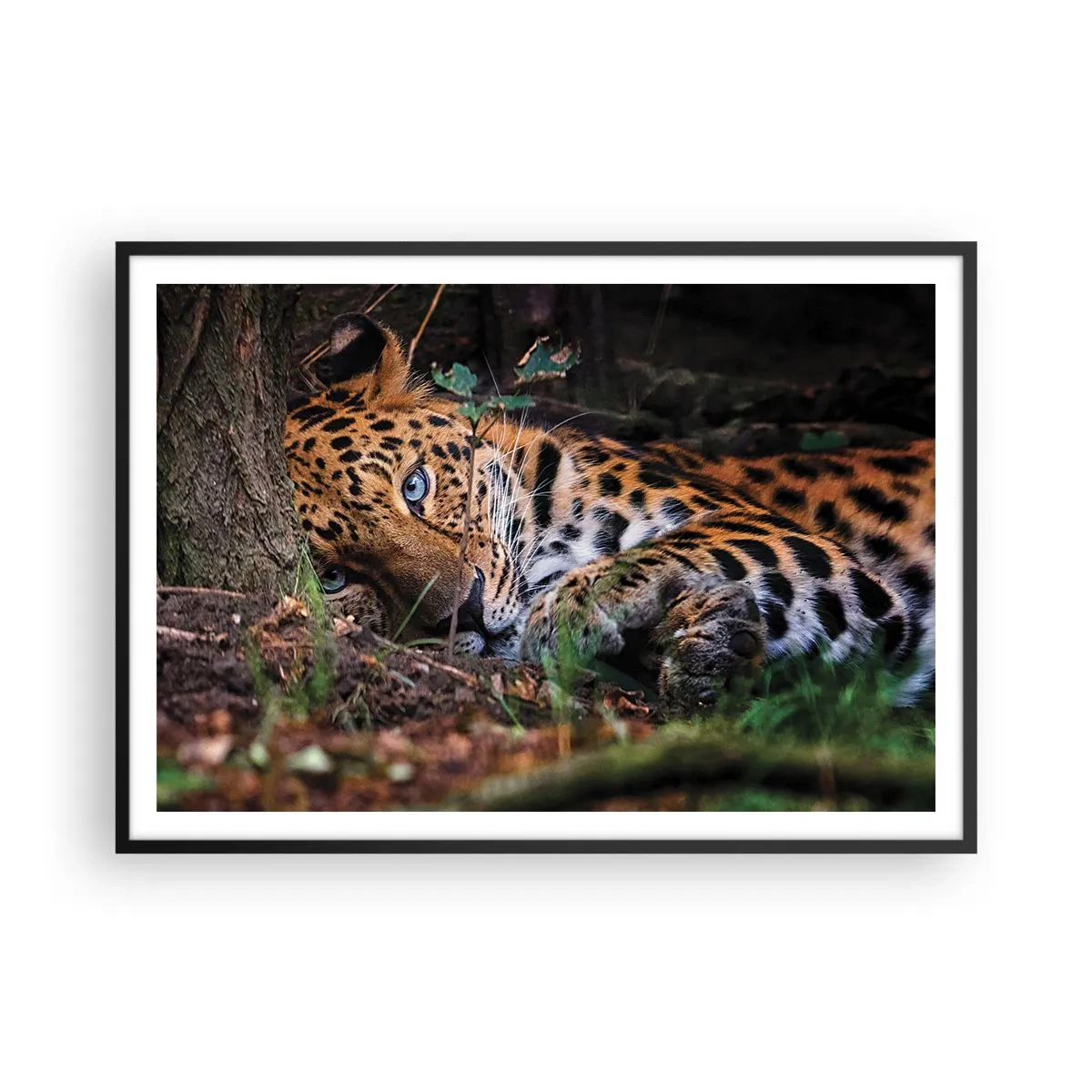 Plakat w czarnej ramie - Leżący lampart w cieniu drzew - 100x70cm - Zaufaj mi - Nowoczesna dekoracja ścienna do salonu i sypialni ARTTOR