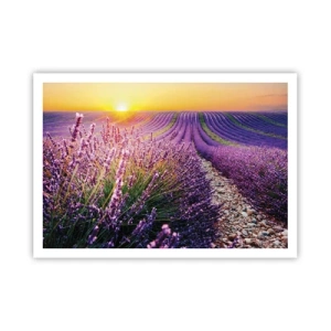 Plakat - Pole lawendy o zachodzie słońca - 100x70cm - Pachnący łan - Nowoczesna dekoracja ścienna do salonu i sypialni ARTTOR
