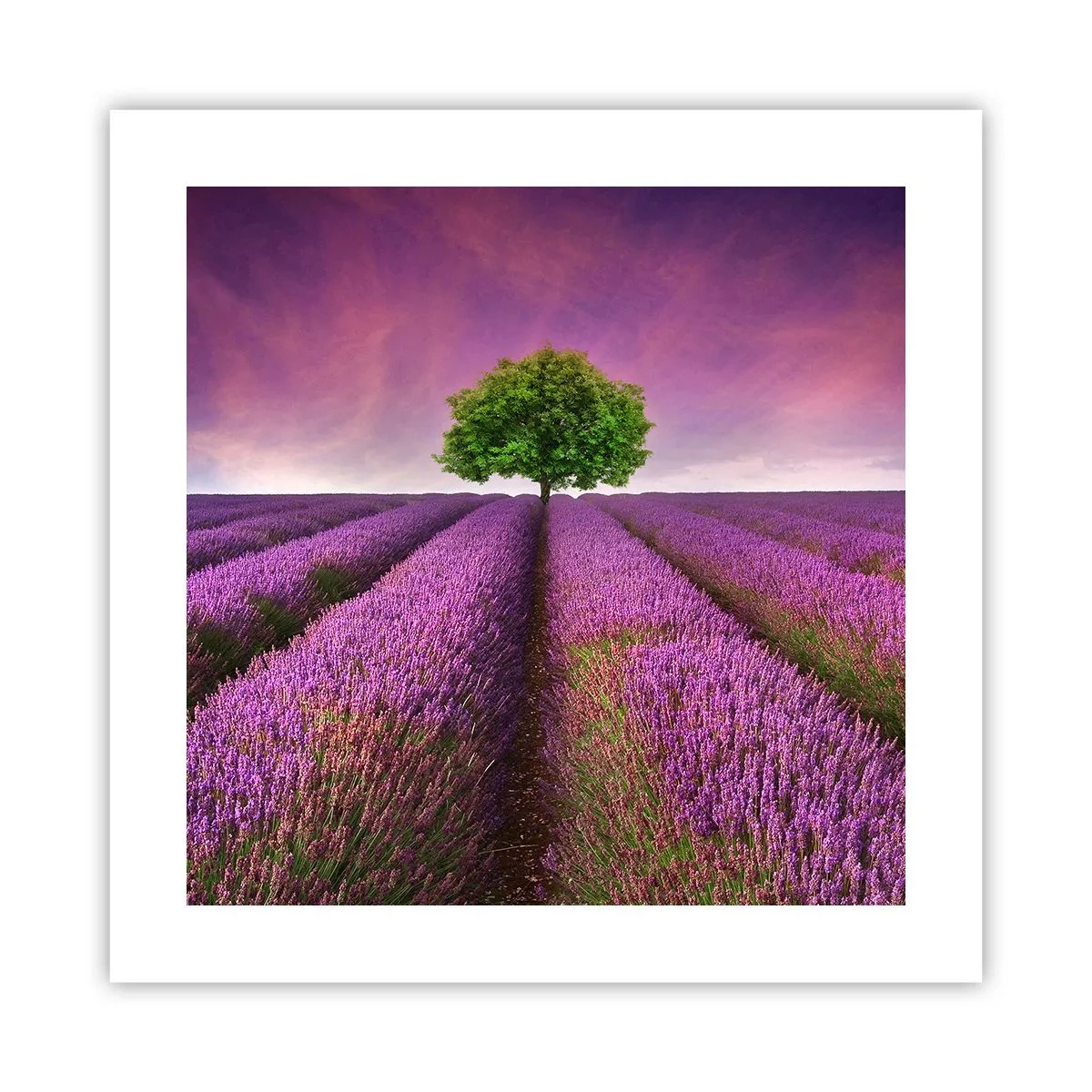 Plakat - Na lawendowych polach - 40x40 cm