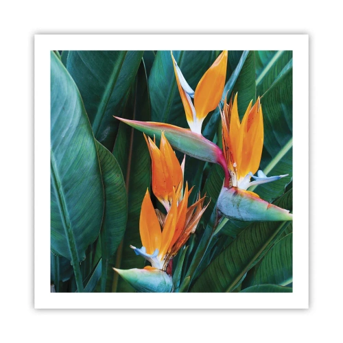 Plakat - Czy to kwiat, czy to ptak? - 60x60 cm