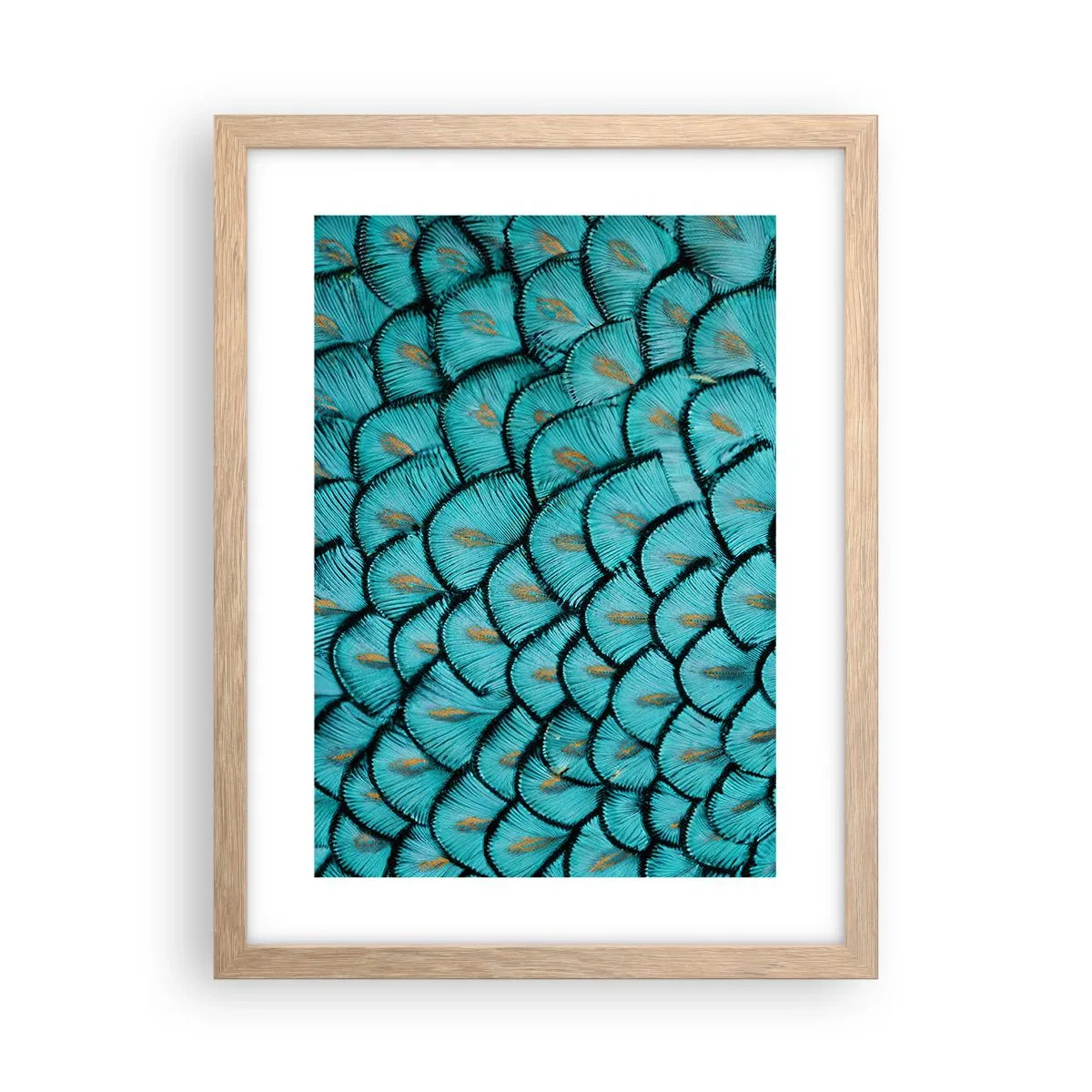 Plakat w ramie jasny dąb - Wielka gala piór - 30x40 cm
