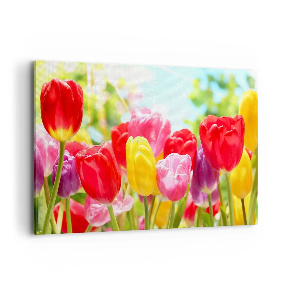 Obraz na płótnie - Kolorowe tulipany w pełnym rozkwicie na wiosennym tle - 120x80cm - To my, kolory maja! - Nowoczesna dekoracja ścienna do salonu, kuchni i sypialni ARTTOR