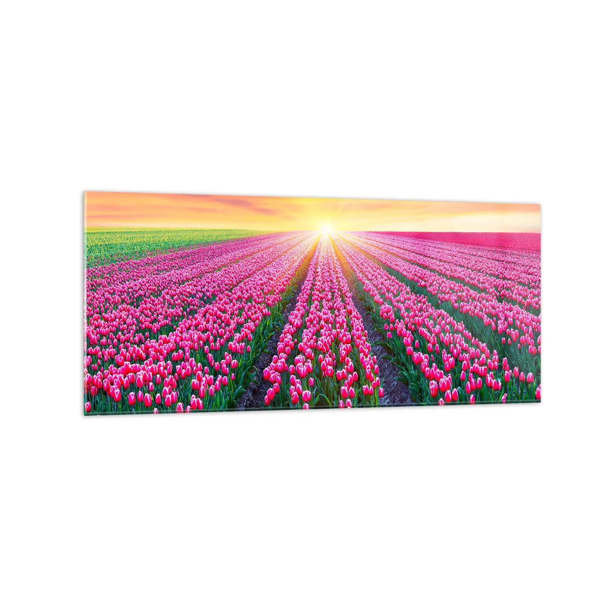 Obraz na szkle - Pole tulipanów o zachodzie słońca - 120x50cm - Farma piękności - Nowoczesna dekoracja ścienna do salonu i sypialni ARTTOR