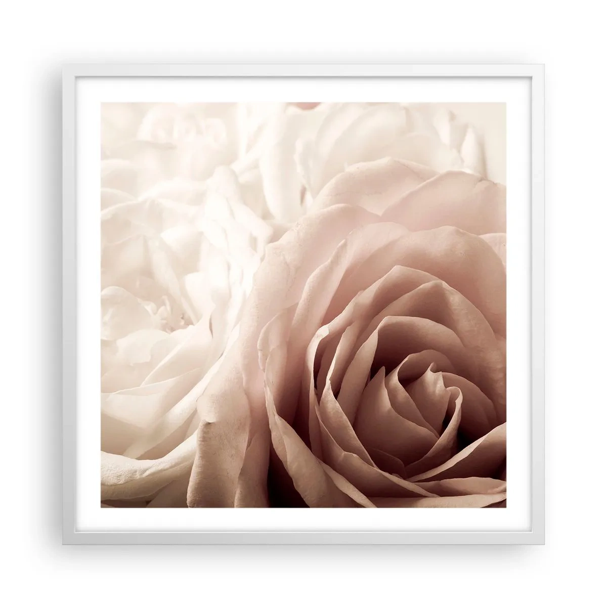 Plakat w białej ramie - W sercu róży - 60x60 cm